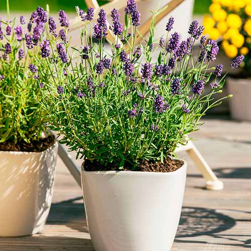 Лаванда Пурпурный колос артикул фото 1 Лаванда Пурпурный колос изображение 1 артикул 78210