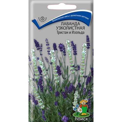 Лаванда Тристан и Изольда Поиск изображение 1 артикул 93024