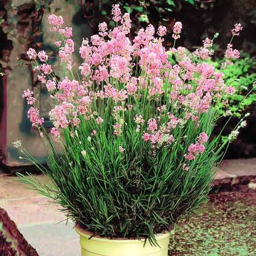 Лаванда узколистная Розеа изображение 1 артикул 9586