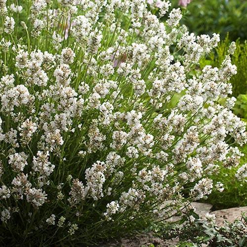 Лаванда Альба изображение 1 артикул 7233