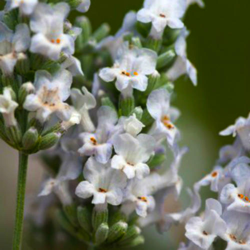 Лаванда Альба изображение 2 артикул 7233