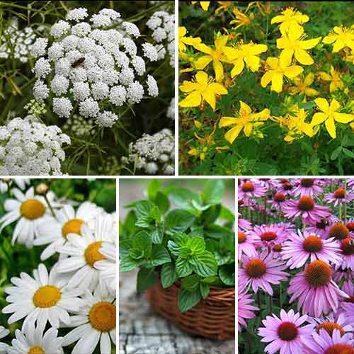 Лекарственный огород Иммунитет, смесь семян изображение 1 артикул 65909