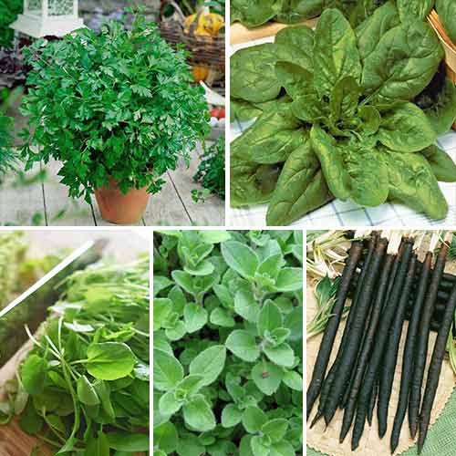 Лекарственный огород Витаминный, смесь семян изображение 1 артикул 65907