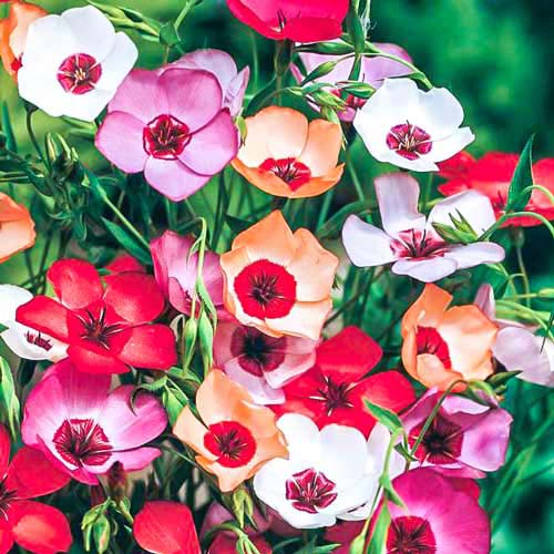 Лен Очарование, смесь окрасок Русский огород НК артикул фото 1 Лен Очарование, смесь окрасок Русский огород НК изображение 1 артикул 69945