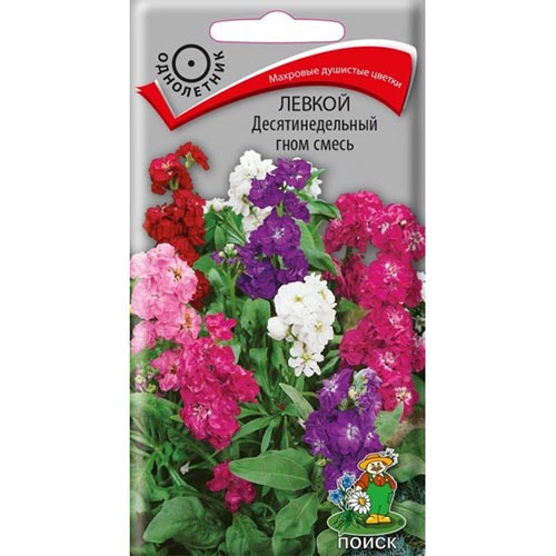 Левкой Десятинедельный гном, смесь окрасок Поиск изображение 1 артикул 93034