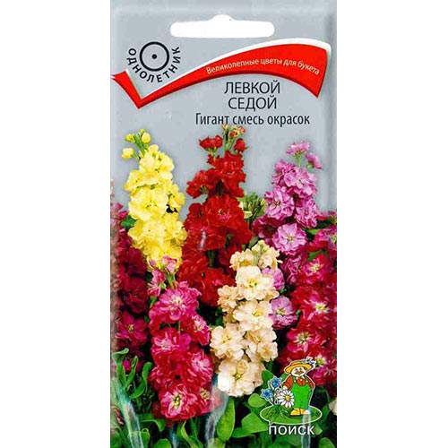 Левкой Гигант, смесь окрасок Поиск изображение 1 артикул 93033