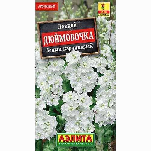 Левкой карликовый Дюймовочка белый Аэлита артикул фото 1 Левкой карликовый Дюймовочка белый Аэлита изображение 1 артикул 98990