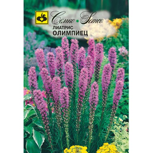 Лиатрис Олимпиец Семко артикул фото 1 Лиатрис Олимпиец Семко изображение 1 артикул 94298