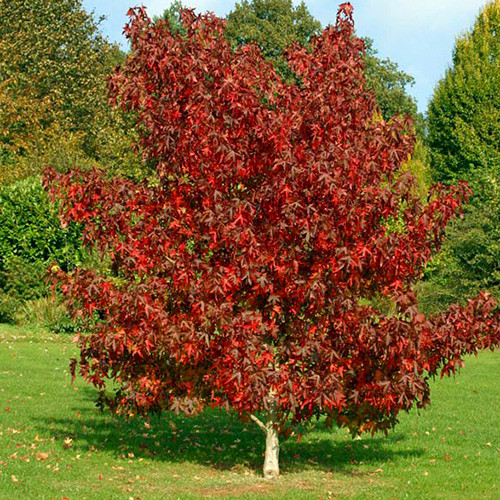 Ликвидамбар смолоносный изображение 2 артикул 4005