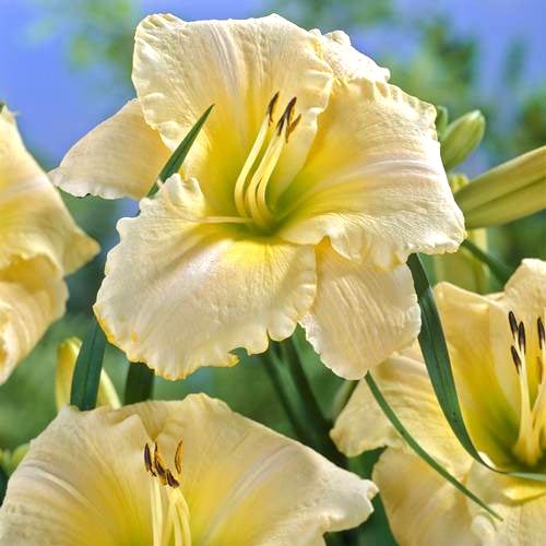 Лилейник Арктик Сноу изображение 1 артикул 68694