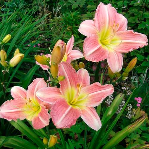 Лилейник Биг Смайл артикул фото 2 Лилейник Биг Смайл изображение 2 артикул 67187