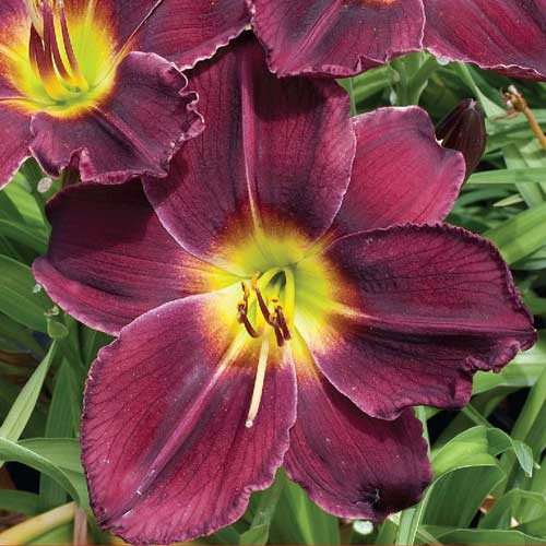 Лилейник Блэк Принц изображение 1 артикул 67188