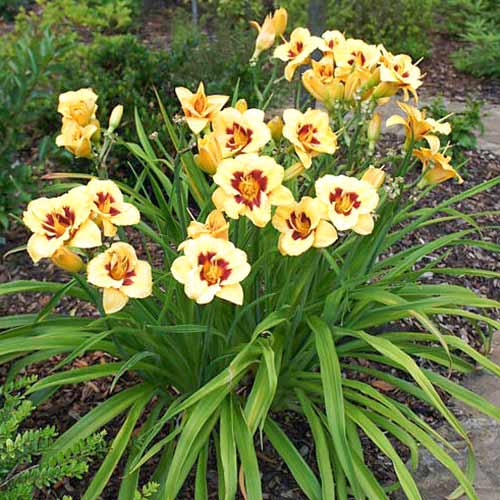 Лилейник Блэкберри Кэнди изображение 2 артикул 61014