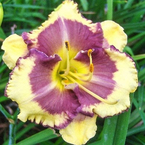 Лилейник Блуберри Крим артикул фото 1 Лилейник Блуберри Крим изображение 1 артикул 61013