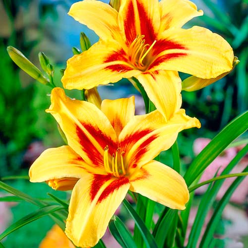 Лилейник Бонанза изображение 1 артикул 76454