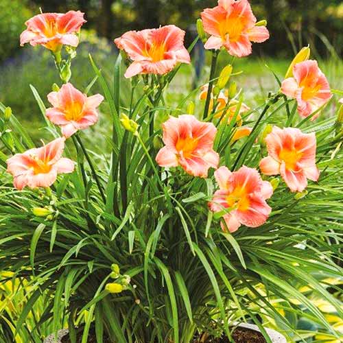 Лилейник Бронз артикул фото 1 Лилейник Бронз изображение 1 артикул 61026