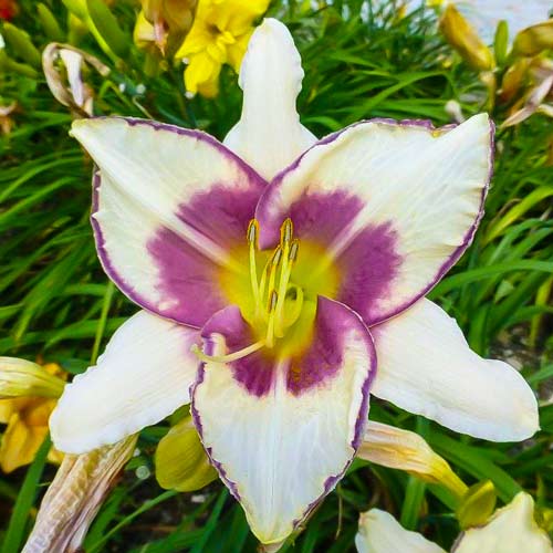 Лилейник Чикаго Пикоти Лейс изображение 1 артикул 68870