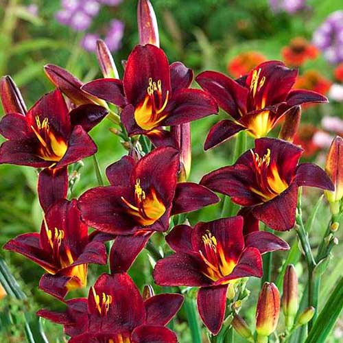 Лилейник Чоколат Кэнди изображение 1 артикул 61025