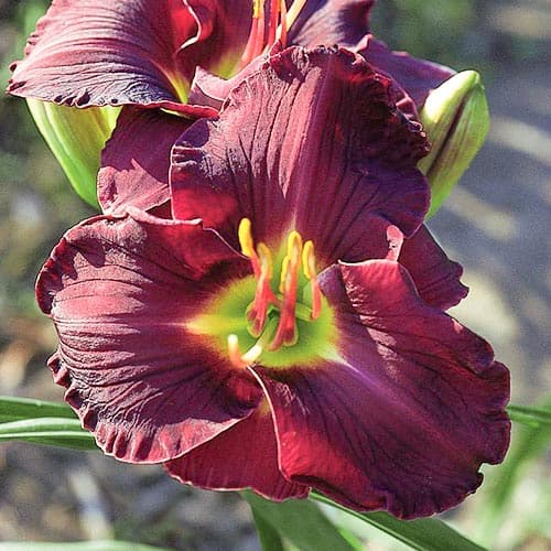 Лилейник Дабл Блэк изображение 1 артикул 76666