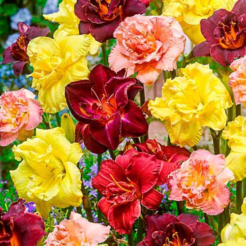 Лилейник Дабл, микс изображение 1 артикул 76455