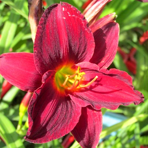 Лилейник Джипси Тертл изображение 1 артикул 61018