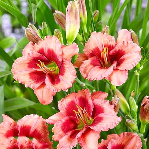 Лилейник Дресс Пинк изображение 1 артикул 61019