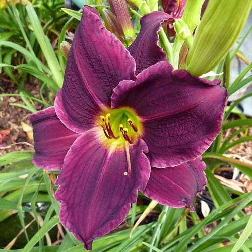 Лилейник Грэйп Вельвет изображение 1 артикул 68700