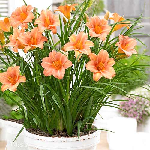 Лилейник Крим изображение 1 артикул 61027