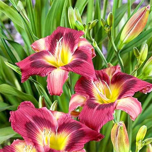 Лилейник Мэджик Дансер изображение 1 артикул 61020