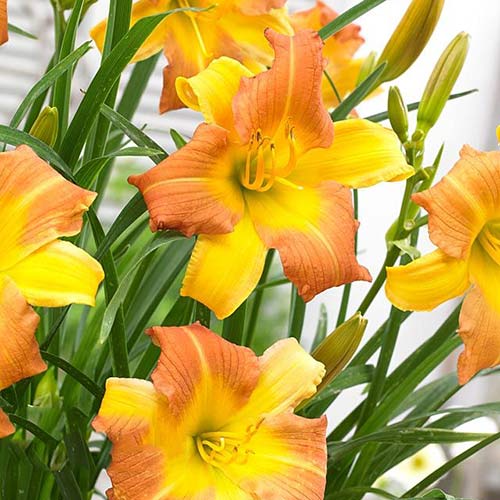 Лилейник Панч Йеллоу артикул фото 1 Лилейник Панч Йеллоу изображение 1 артикул 61028