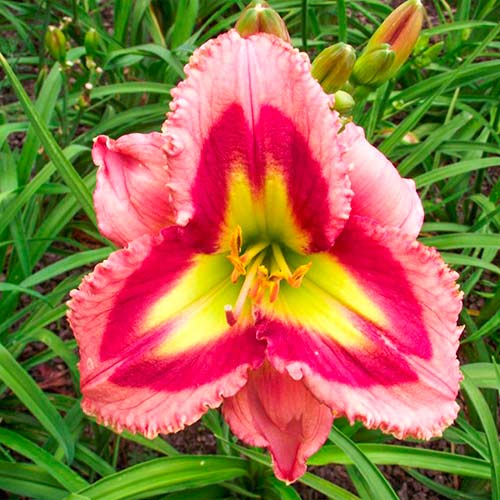 Лилейник Разберри Дабл изображение 1 артикул 61021