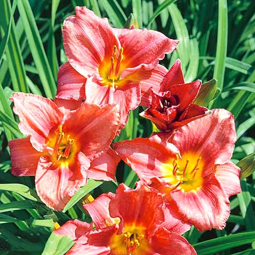 Лилейник Роузи Ритернз изображение 1 артикул 61022