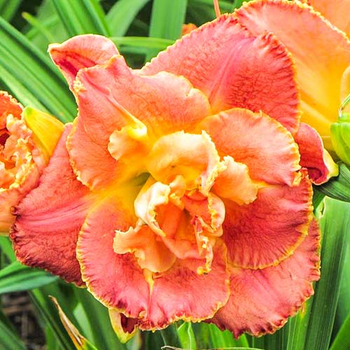 Лилейник Сюзан Питчард Петит изображение 1 артикул 76541