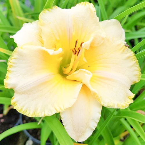 Лилейник Вилла Ванилла изображение 1 артикул 61016