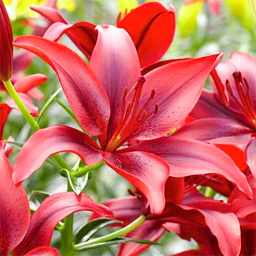 Лилия азиатская Блэк Аут изображение 1 артикул 67387