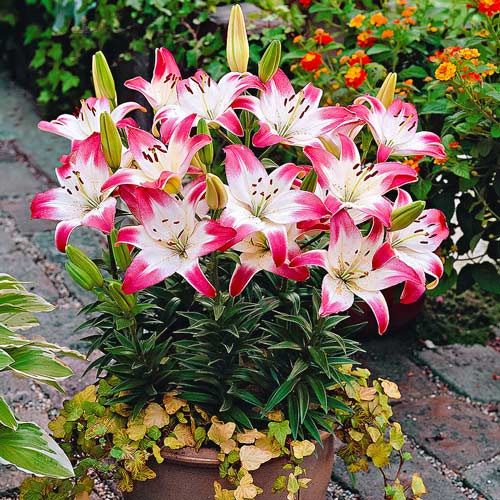 Лилия Лоллипоп артикул фото 1 Лилия Лоллипоп изображение 1 артикул 4789_1