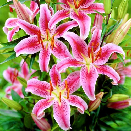 Лилия Меро Стар изображение 1 артикул 4795_1