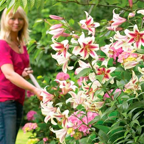 Лилия-гигант (ОТ-гибрид) Пассионале изображение 1 артикул 67393