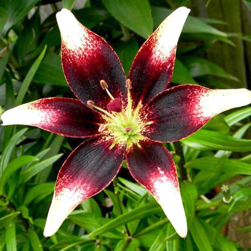 Лилия азиатская Пурпл Харт изображение 1 артикул 76475