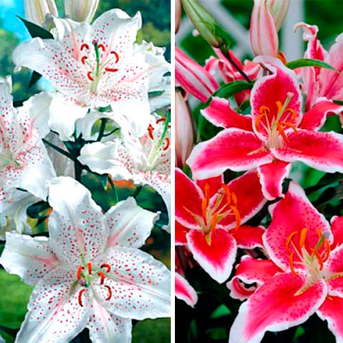 Суперпредложение! Лилии Ориентальные, микс изображение 1 артикул 4765_1