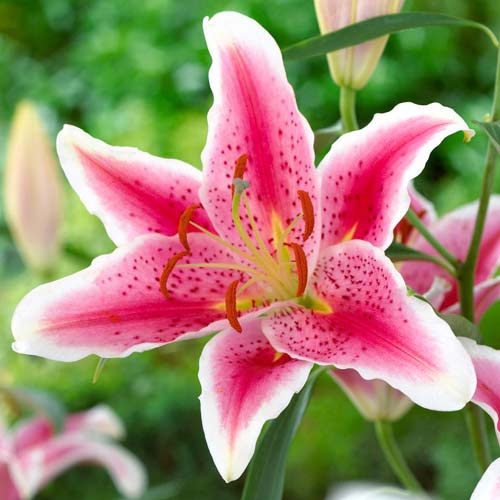 Лилия восточная махровая (ориенталь) Старгейзер изображение 1 артикул 67391