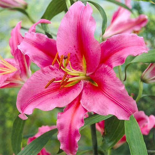 Лилия восточная Акапулько изображение 1 артикул 76465