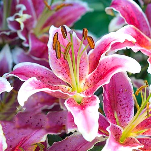 Лилия Анастасия изображение 1 артикул 61056