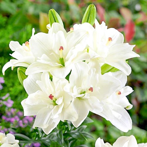 Лилия Аннемарис Дрим изображение 1 артикул 61075