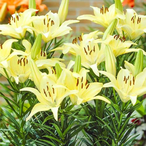 Лилия азиатская Айвори Пикси изображение 1 артикул 68926