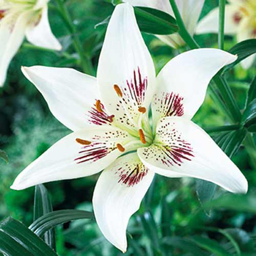 Лилия азиатская Центерфолд изображение 1 артикул 70425