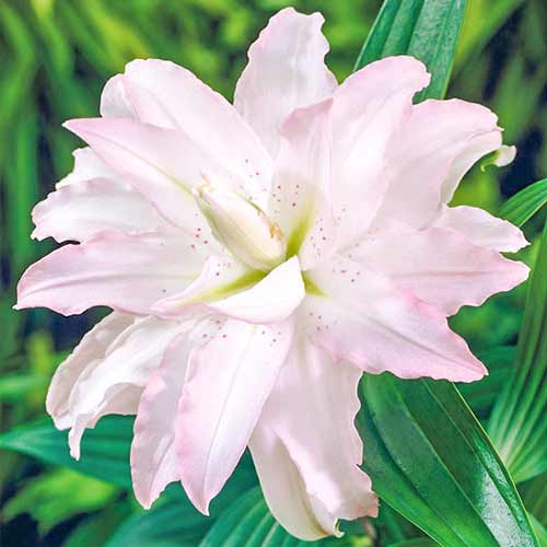 Лилия восточная махровая Дабл Плеже артикул фото 1 Лилия восточная махровая Дабл Плеже изображение 1 артикул 76306