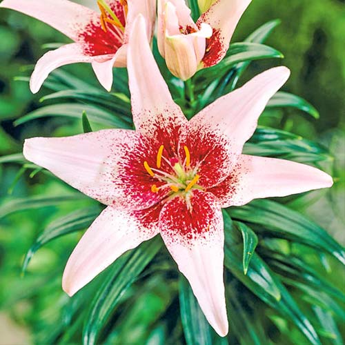 Лилия азиатская Дот Ком изображение 1 артикул 76545