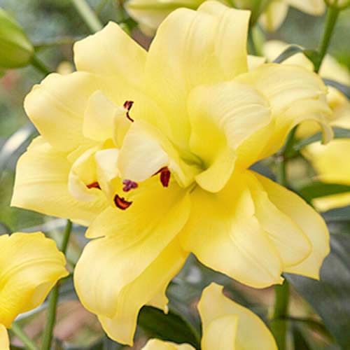 Лилия азиатская Экзотик Сан изображение 1 артикул 70429