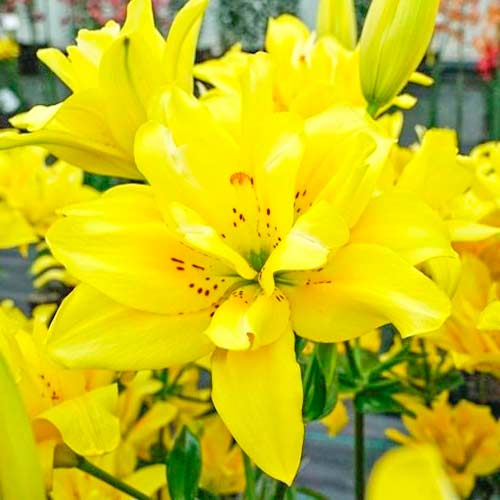 Лилия азиатская Фата Моргана изображение 1 артикул 70430